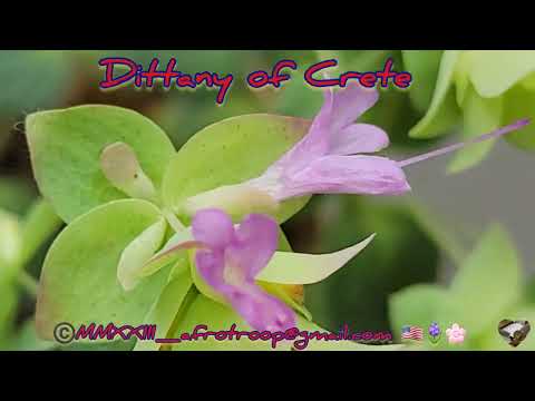 Video: Cretan Dittany Care – kaip auginti Kretos augalus