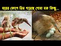 এতিম বকের ছানা গুলোর কষ্টের জীবন কাহিনী | Bird Story -168 | The Life Story of Heron Birds | Ep:05