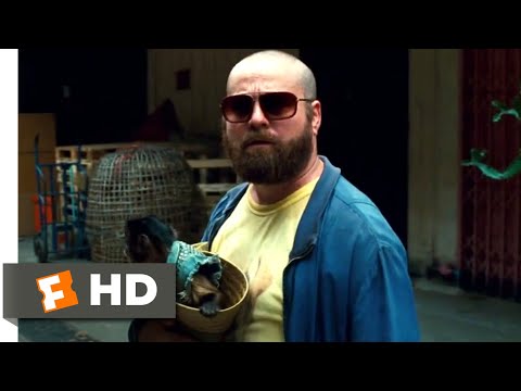 The Hangover Part II (2011) - Phil Gets Shot Scene (4/6) | Movieclips