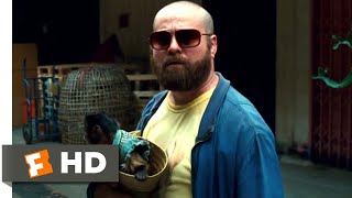 The Hangover Part II (2011) - Phil Gets Shot Scene (4/6) | Movieclips