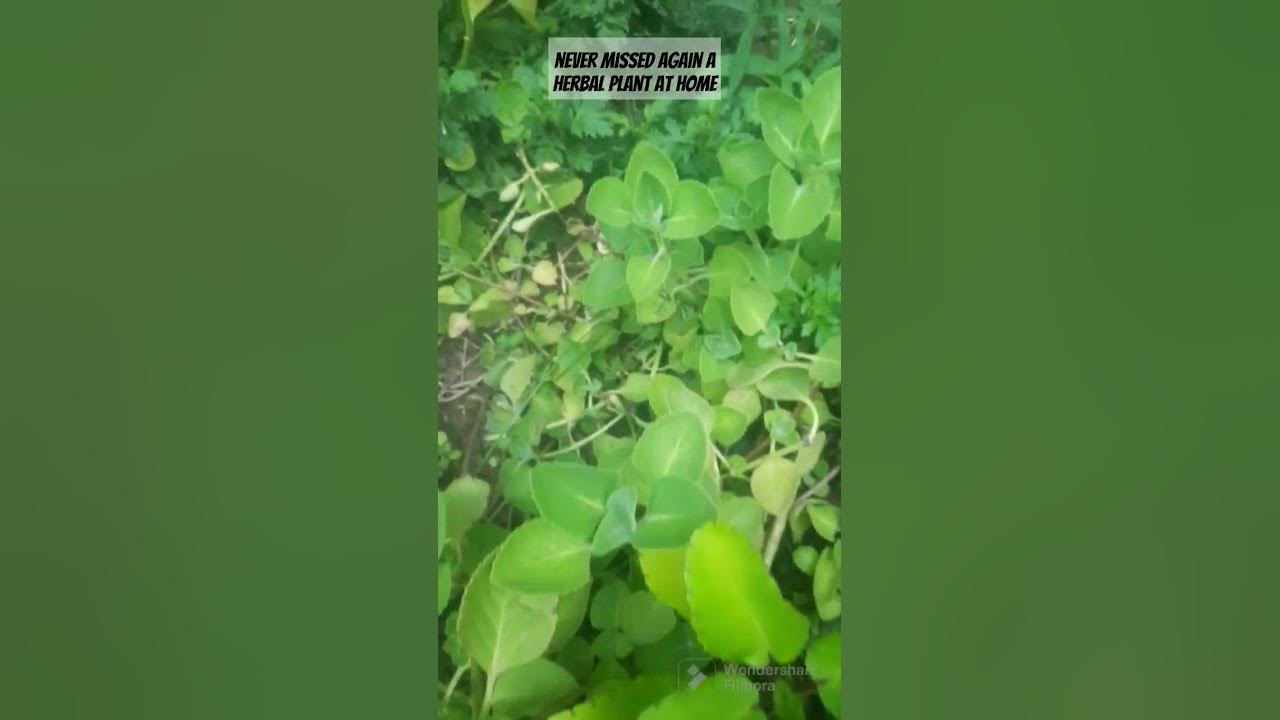 "My favorite medicinal herbal Oregano plants" very common name as