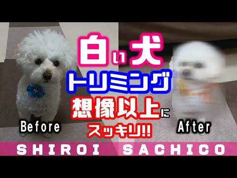 白い犬のトリミングに密着 シュッと可愛くなって帰ってきた トイプードル Toypoodle Dog Goes Trimming Youtube