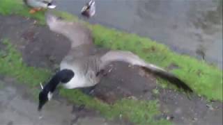 Canada Goose tries to jump on me by James Richings 543 views 5 years ago 39 seconds