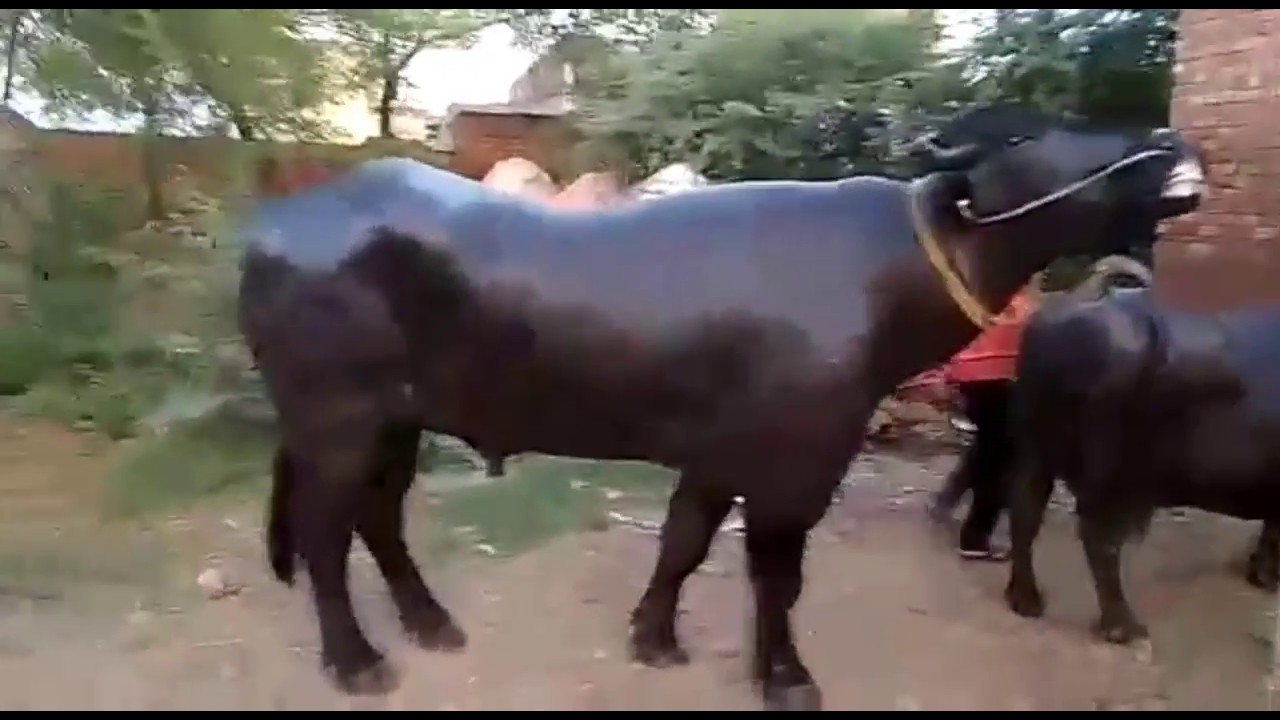 Buffalo mating in india Super powerful and wild Very shocked video ...