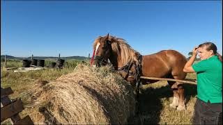 Daiana Cotu from Livezile-Bistrita. Country work. Passion for animals