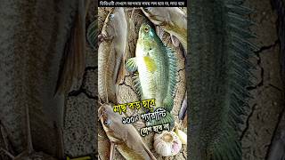 ঔষধ ছাড়া মাছ চাষ পদ্ধতি #fishing #fish #farming #shorts #youtubeshorts
