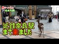 【奈良公園】鹿せんべいの売上が減少したから来たわけじゃない、よくあることだよ。