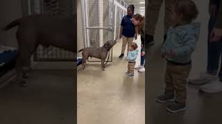 Giant Pitbull Freezes… Then Trusts a Toddler 🥹🐶 #shortsvideo  #viral #adoptdontshop