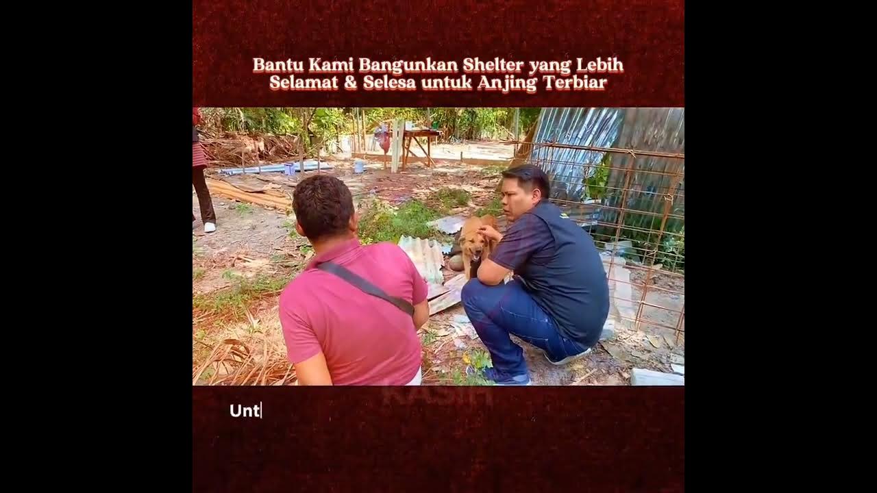 proses pembinaan shelter anjing - YouTube