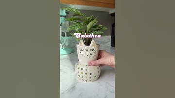Cat safe house plants! #shorts #cats #plants