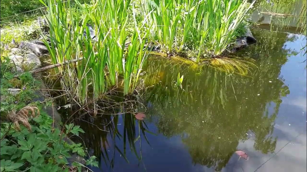 Wie Bekomme Ich Meinen Grünen Teich Wieder Klar