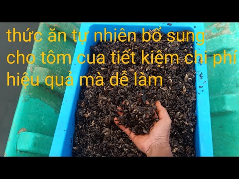 Video: Tôm Biển ăn Gì?