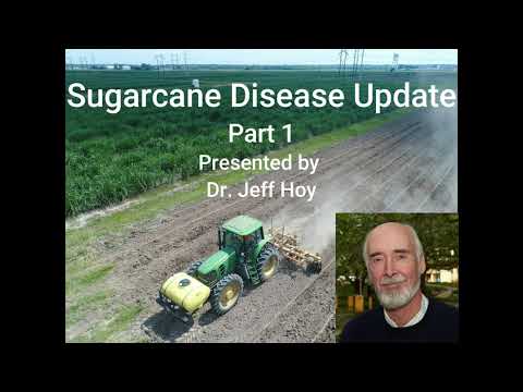 Video: Is mijn suikerriet ziek – Leer over tekenen van suikerrietziekte