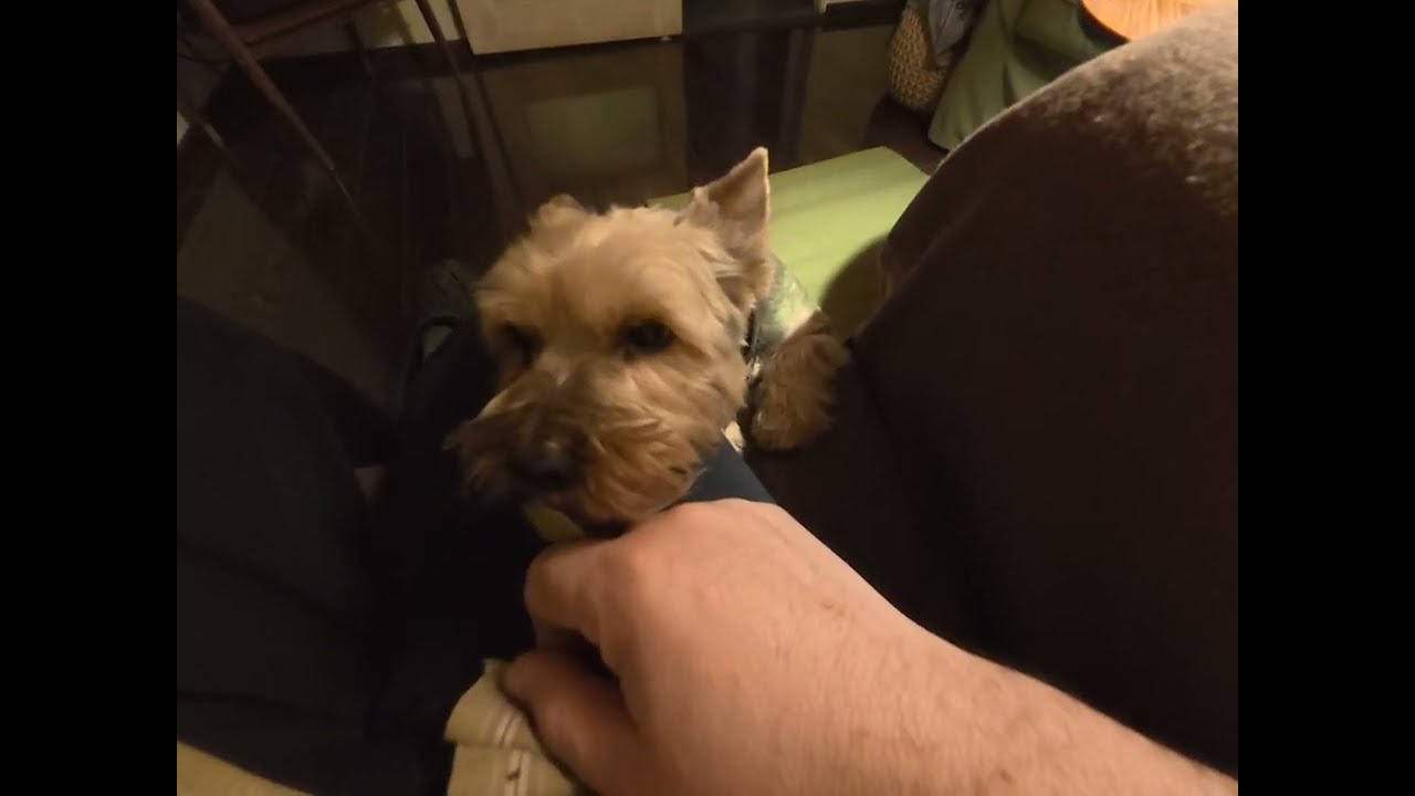 Zabawa piłeczką, tylko jak ją oddać?