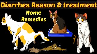 Home Remedies for Cat Diarrhea  /Cat Diarrhea Reasons & Treatment/ how to treat diarrhea in kittens