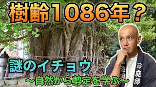 Something's wrong with this ginkgo tree] The mystery hidden in a