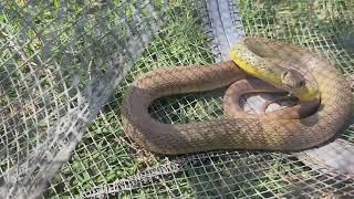 How to keep snakes away from your Chicken Coop. #backyardchickens