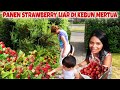 PANEN STRAWBERRY LIAR DI KEBUN MERTUA, MANISNYAAA