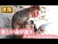 【速報】サル山に新しい命が誕生しました！2026.4.22 市川市動植物園 A new life is born.