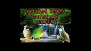 AUDIO MASTER BESETAN KASAR‼️GETARKAN LAWAN‼️UNTUK SEMUA BURUNG▶️AUDIO JERNIH