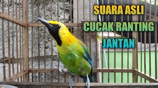suara ASLI burung cucak ranting jantan buat pancingan