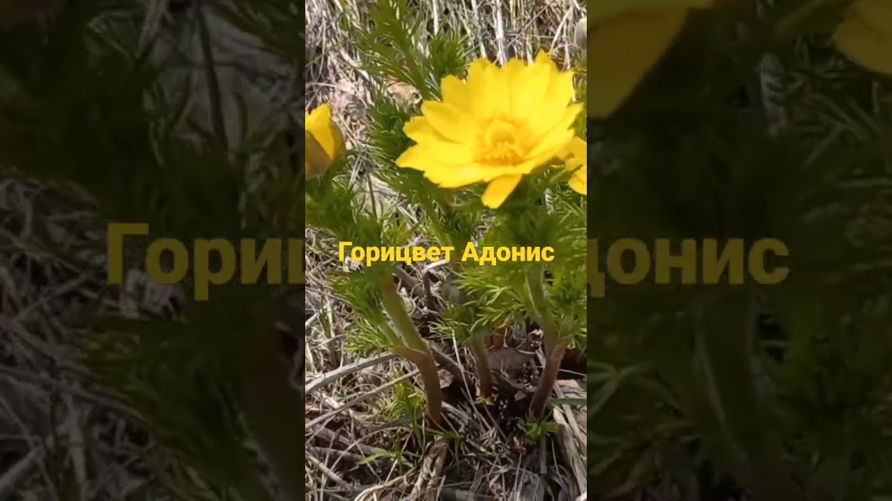 Горицвет Адонис