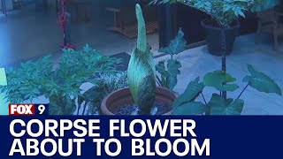 Horace The Corpse Flower Continues To Grow, But No Bloom Yet