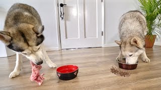 What Gets Eaten Faster Raw Meat Or Kibble Food?