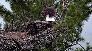 Eaglet Snow &amp; Harry Lose Their Prey! 🦅 The One That Got Away! 😲 - GL Bald Eagle Cam 5-22-26