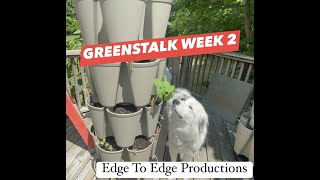 Greenstalk Vertical Planter Update Week 2 & putting together additional planter and plant supports! by Edge to Edge 89 views 10 months ago 10 minutes, 29 seconds