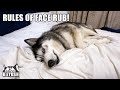 Husky Won’t Share GIANT BED! Cutest Cheeky Boy Ever!