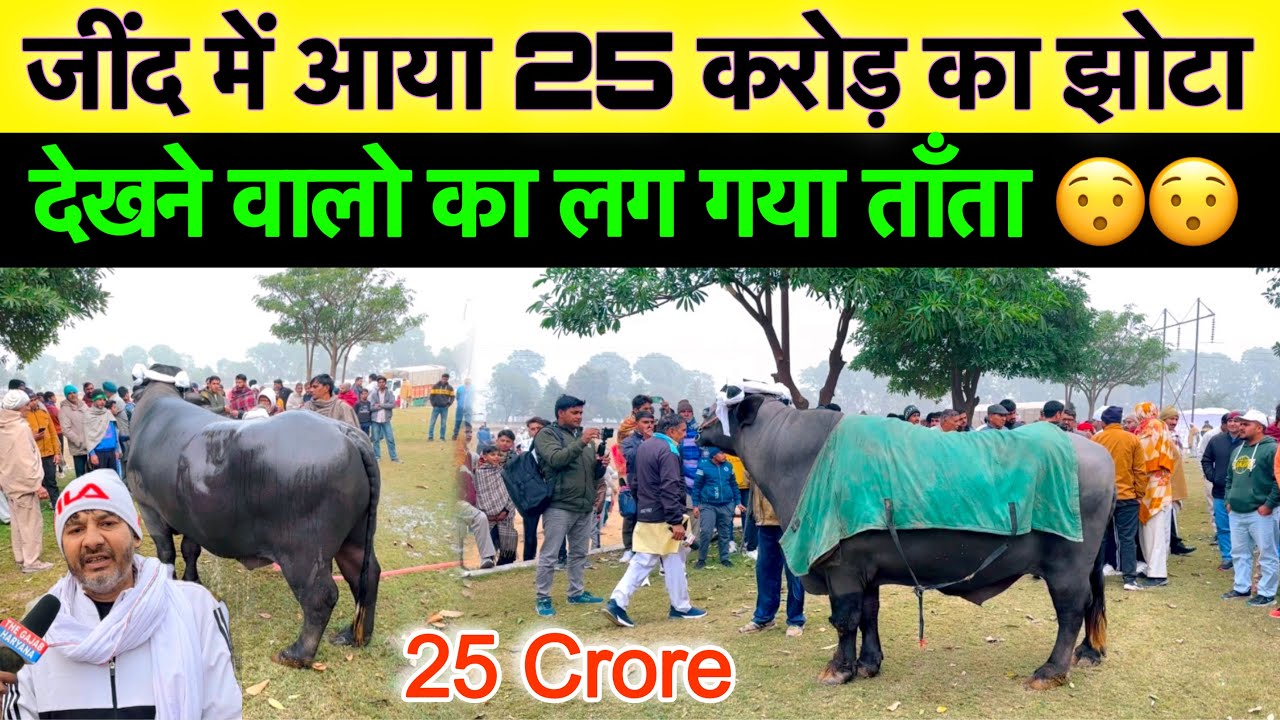 जींद जिले के उचाना में आया झोटा 25 करोड़ मालिक ने बताई कीमत, झोटा देखने वालो का लगा ताँता 😯😯