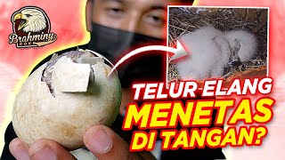 BERHASIL MENETAS! Telur WBSE di Inkubator Menetas