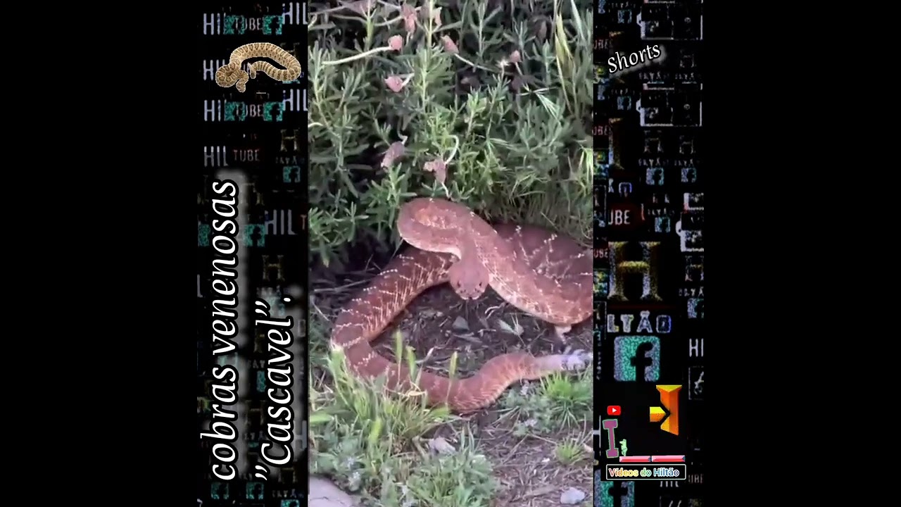 cobras venenosas “Cascavéis”
