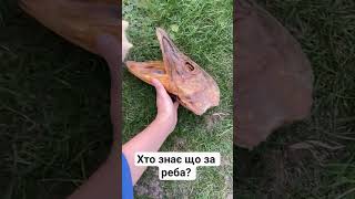 #шортс#юмор#приколи#гумор #жарти #топ #село #tiktok#sorts#ютуб#сімх#