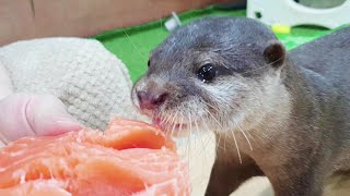 Otter shed tears of emotion at the taste of Big Salmon!