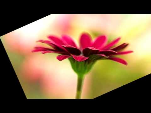 『愛が呼ぶほうへ♥』 ポルノグラフィティ  NAOE🌹