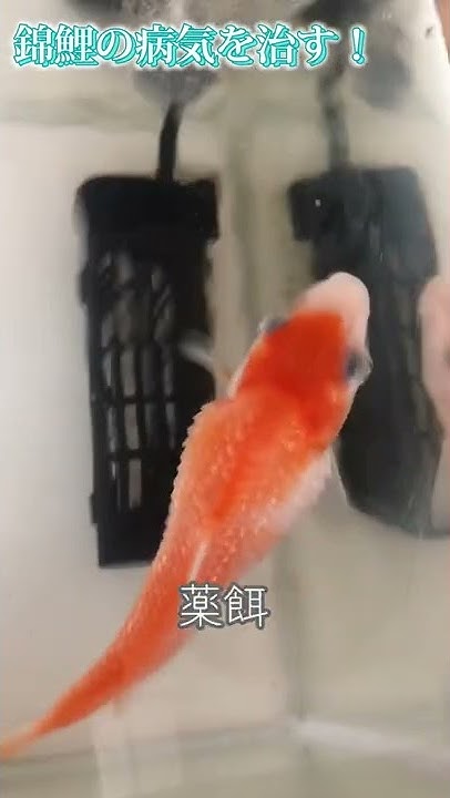 ありがとう らんちゅう らんちゅう 松かさ病 Youtube