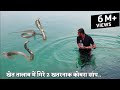 नाग और नागीन का खतरनाक रेस्क्यू ऑपरेशन, Rescue Male and Female Dangerous Cobra snake From India