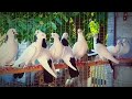 Бакинский бойные голуби шейки 🕊️