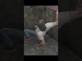 Typical Trevor GTA 5 #gta #gta5 #gtaonline #funnymoments #shorts #gaming