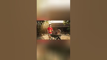 Capybara và bà - Anh dẫn capy đi chơi bằng xe rùa