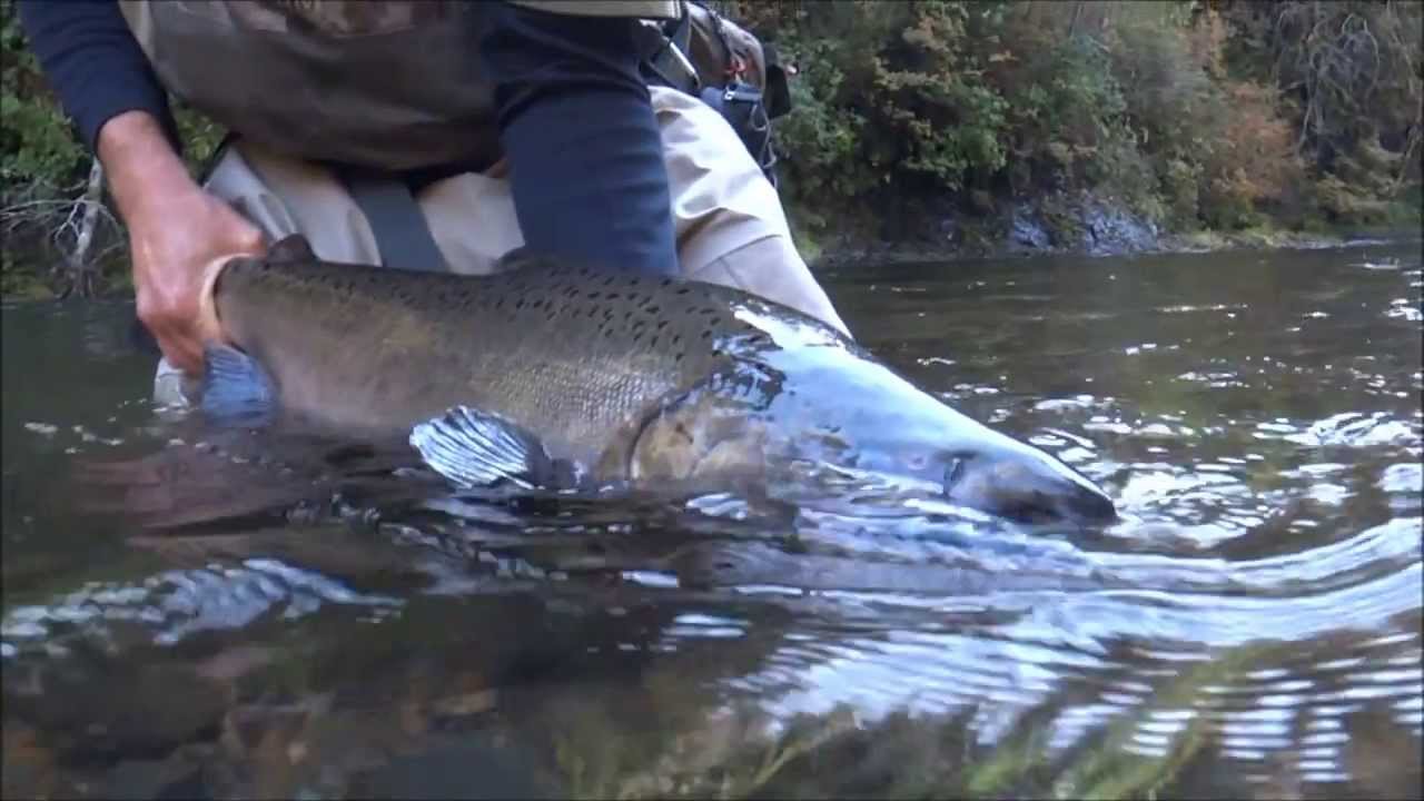 Oregon Fall Salmon Fly Fishing YouTube