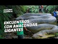 Un peligroso encuentro con una anaconda gigante