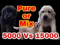 Labrador Quality Check N Breed Purity | Thakur Kennel | Deva Chauhan