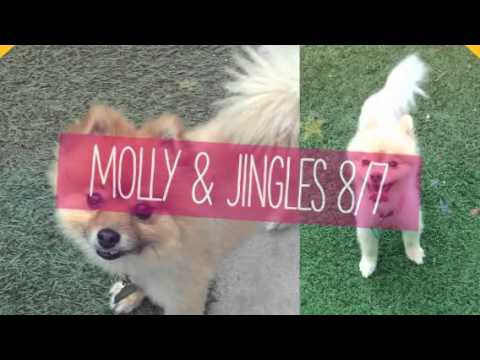rescue dogs rock nyc Love Your Pets Too Northwest