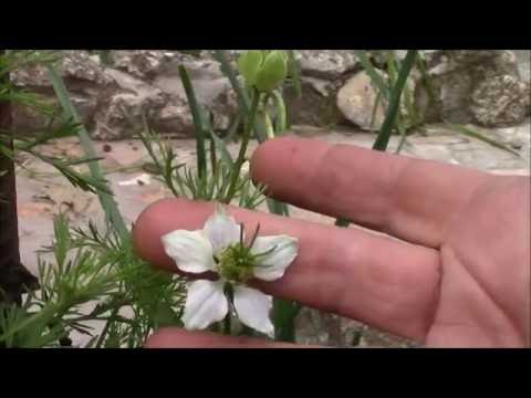 Видео: Семена тмина и черенки: размножение тмина в саду