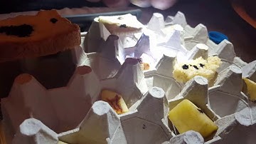 CC Cycle 3 Science Week 17 #99 "Testing For Starch"