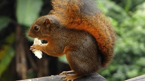 Tiếng sóc bụng đỏ kêu gọi đực mùa sinh sản thích hợp cho ae thợ săn . Tiếng sóc bụng đỏ chuẩn