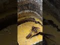 キイロスズメバチを持ち去るオオスズメバチ #Shorts